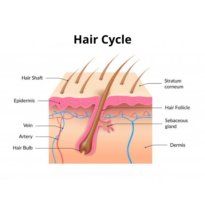 Hair Cycle